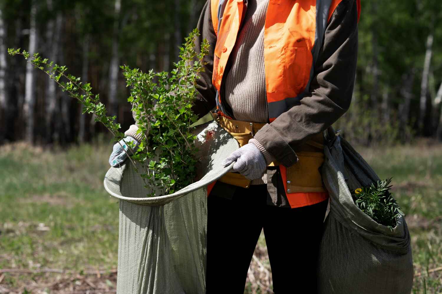 Best Tree Disease Treatment  in Clayton, NJ